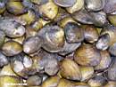 Corbicula clams