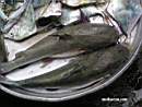 Sea catfishes