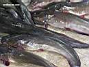 Marine eel-tail catfishes