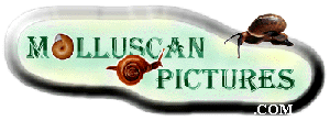 Molluscan Pictures