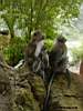 Wat monkeys
